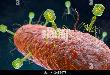 Darstellung der bakteriophage Virus, infiziert und Wiederholungen innerhalb eines Bakteriums. 3D-Darstellung Stockfoto