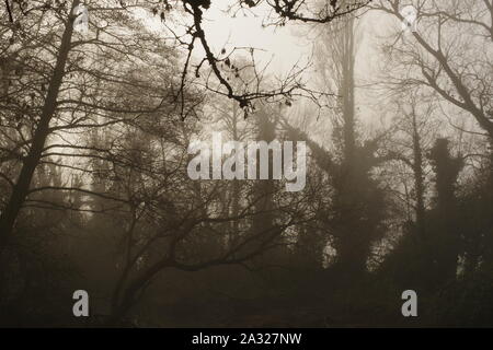 Silhouetted nebligen Wald an einem Wintertag. Exeter, Devon, Großbritannien. Stockfoto