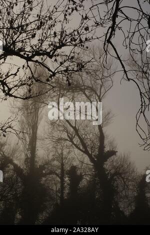 Silhouetted nebligen Wald an einem Wintertag. Exeter, Devon, Großbritannien. Stockfoto