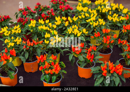 In der Nähe von hellen Topfpflanzen Zierpflanzen Paprika in einem Garten Shopping Center. Capsicum Sortiment für Garten Dekoration. Herbst pflanzen Ideen. All-Natura Stockfoto