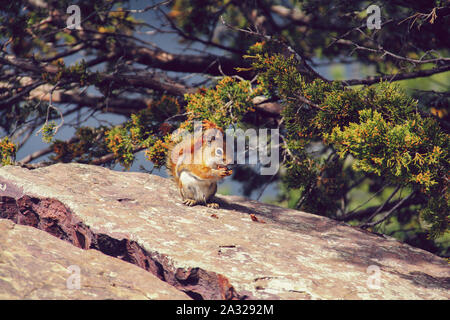 Chipmunk Essen in der Sonne, auf einem Stein saß Stockfoto