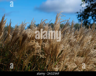 Chinesische silber Gras (Miscanthus sinensis) und ein blauer Himmel in Yorkshire, England Stockfoto