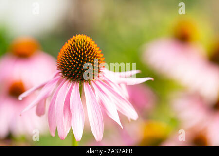 Nahaufnahme von Echinacea purpurea Kopf Stockfoto