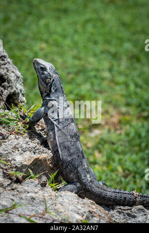 Riesige Echse ruht auf einem Felsen im Dschungel, Yucatan, Mexiko Stockfoto