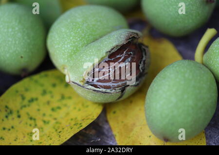 Walnüsse gerupft aus einem Baum in einem grünen Schale. Ernte von Walnüssen. Selektive konzentrieren. Makro. Stockfoto