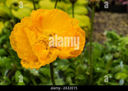 Orange Kalifornischer Mohn Eschscholzia californica Blütenkopf hautnah. Stockfoto