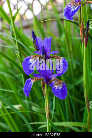 In der Nähe von Blue Iris Blumen Iris pumila in einem Garten. Stockfoto