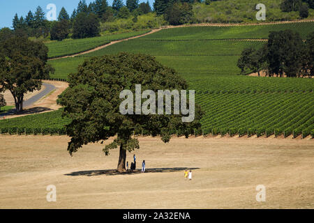 Zwei junge Mädchen im Sommer Kleider halten sich an den Händen zu Fuß in der Nähe von Zeilen der Weintrauben im Willamette Valley Winery. Stockfoto