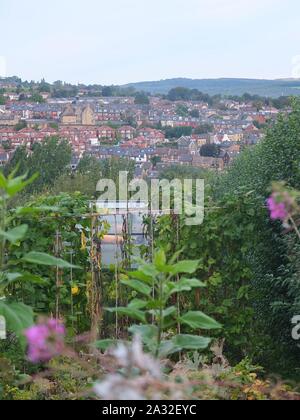 Urban UK Kleingärten mit Stadt Hintergrund auf Herbst morgen mit Pflanzen wächst Zuckerrohr Rahmen (walkley Bank Zuteilungen, Sheffield) Stockfoto