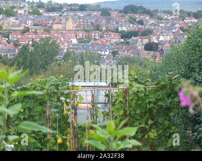 Urban UK Kleingärten mit Stadt Hintergrund auf Herbst morgen mit Pflanzen wächst Zuckerrohr Rahmen (walkley Bank Zuteilungen, Sheffield) Stockfoto
