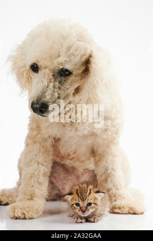 Pudel Hund Freund mit kleinen Kitty auf weißem Hintergrund Stockfoto