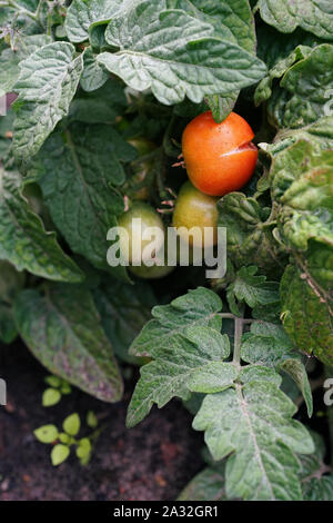 Eine kleine, gerissene reife Tomate auf einem Busch im Garten. Stockfoto