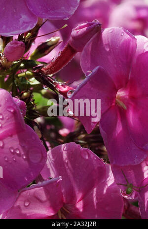 Phlox Rosa Blüten mit Tropfen nach Regen an einem sonnigen Tag Stockfoto