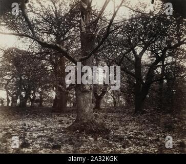 Eugène Atget - Châtaigniers- Stockfoto