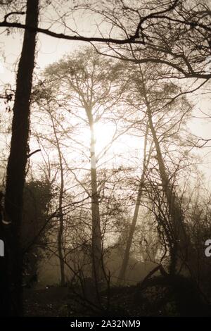 Misty Winter Wald. Exeter, Devon, Großbritannien. Stockfoto