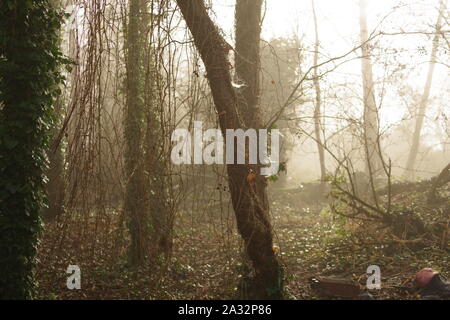 Misty Winter Wald. Exeter, Devon, Großbritannien. Stockfoto