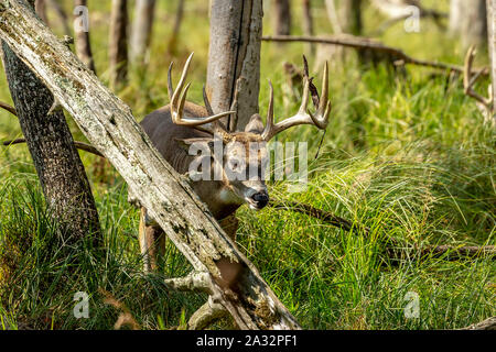 Schönen white tailed deer, starke Erwachsene Hirsche Spaziergang durch überwachsen Herbst Wald im hohen Gras am Anfang der Furche. Wisconsin USA. Stockfoto