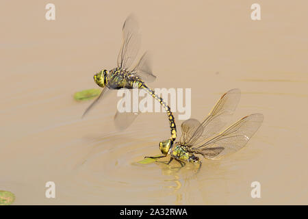 Australischen Emperor Dragonfly Eier Stockfoto