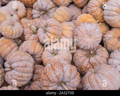 Ernte: Heap der japanischen Black Futsu Squash, Cucurbita moschata Stockfoto