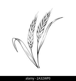 Weizen ährchen Hand gezeichnet Vector Illustration. Thanksgiving Tag, Herbst, Agrar- und Landwirtschaft Skizze Symbol. Natürliche Gerste ohr Schwarzweiß-Zeichnung. Getreide ernten. Bäckerei logo Stock Vektor