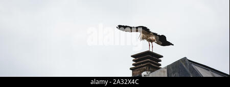 Breite Bild der jungen nassen Storch auf dem Dach eines Mehrfamilienhauses in Straßburg, Elsass, Frankreich Stockfoto