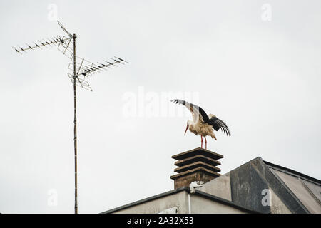 Junge nasse Storch auf dem Dach eines Mehrfamilienhauses in Straßburg, Elsass, Frankreich Stockfoto