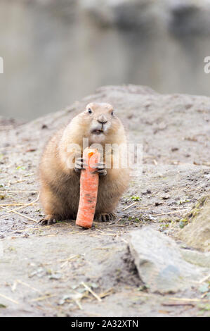 Prairie dog (Gattung Cynomys) essen eine Karotte Stockfoto