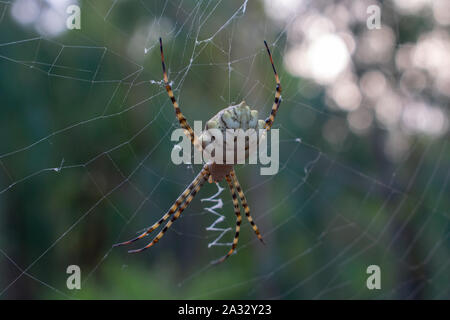 Gelappte Argiope Spider hocken auf seiner Web Stockfoto