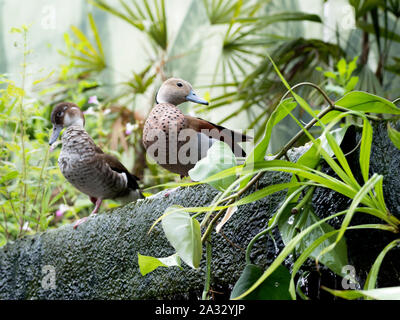 Beringt Teal Paar (Callonetta leucophrys) Stockfoto