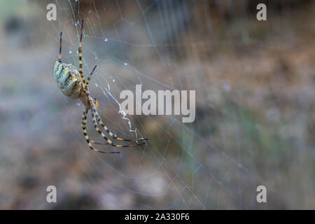 Gelappte Argiope Spider hocken auf seiner Web Stockfoto