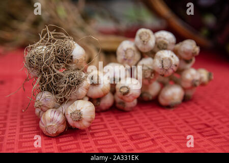 Eine Nahaufnahme von frischen Zwiebeln Knoblauch (Allium sativum), gebündelt auf einem Marktstand verkaufen frisches Erzeugnis während eines lokalen landwirtschaftlichen Messe. Stockfoto