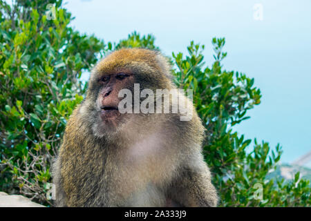 Barbary Macaque (Macaca sylvanus) in Yemma Gouraya, Bejaia, Algerien Stockfoto