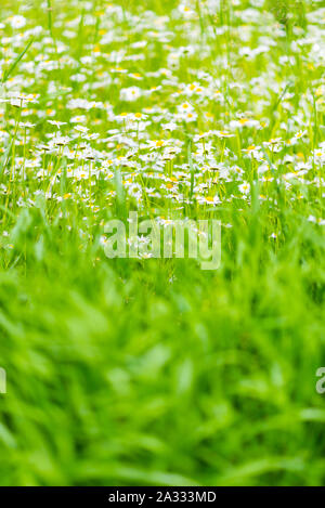 Saftige dichte Gras und blühenden weißen Gänseblümchen. Lage: Mestia, Swaneti, Georgien Stockfoto