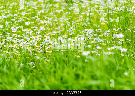 Blühenden Gänseblümchen in die saftige Dicken hohen Gras. Grün Sommer Natur Hintergrund. Eine Nahaufnahme der Wildblumen. Lage: Mestia, Swaneti, Georgien Stockfoto
