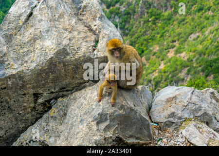 Barbary Macaque (Macaca sylvanus) in Yemma Gouraya, Bejaia, Algerien Stockfoto