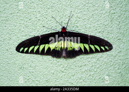 Schöner Schmetterling hängen auf der Betonwand Stockfoto