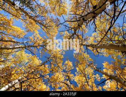 Aspen Bäume Farbe drehen in Kenosha Pass, Colorado USA September 2019 Stockfoto