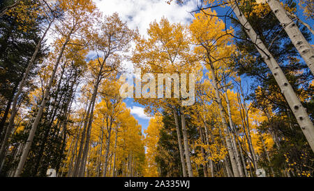 Aspen Bäume Farbe drehen in Kenosha Pass, Colorado USA September 2019 Stockfoto