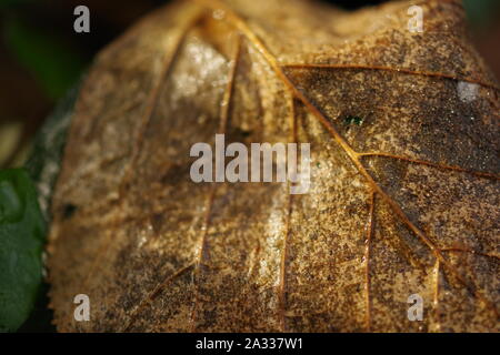 Makro Foto einer Herbst Blatt auf dem Waldboden in goldenem Licht, natürliche Hintergrund, Exeter, Devon, Großbritannien. Stockfoto