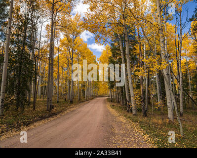 Aspen Bäume Farbe drehen in Kenosha Pass, Colorado USA September 2019 Stockfoto