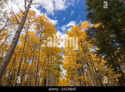 Aspen Bäume Farbe drehen in Kenosha Pass, Colorado USA September 2019 Stockfoto