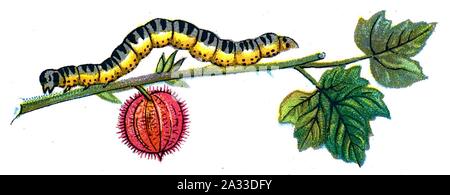 F Nemos OBA Abraxas grossulariata Caterpillar. Stockfoto