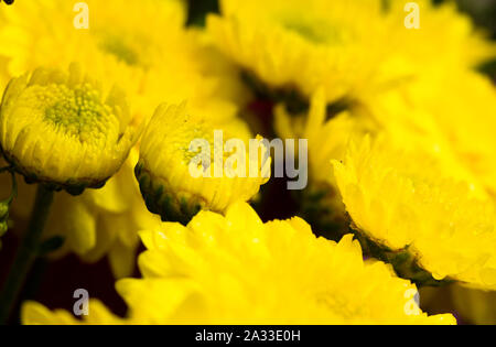 Gelbe chrysantheme Blütenblätter auf Nahaufnahme Stockfoto