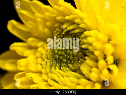 Gelbe chrysantheme Blütenblätter auf Nahaufnahme Stockfoto
