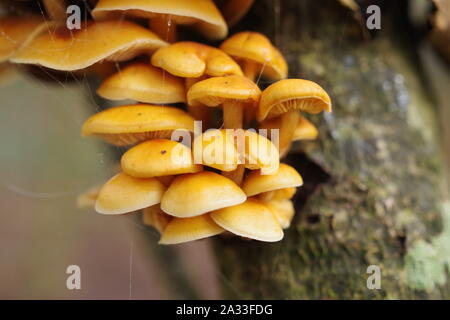 Flammulina velutipes, Winter Pilz, wächst an einem breitblättrigen Baumstamm in einem Waldgebiet. Exeter, Devon, Großbritannien. Stockfoto