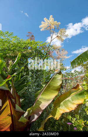 Tropischer Garten im Great Dixter Stockfoto