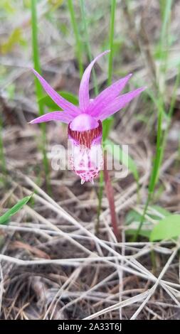 Fairy Slipper Orchidee Calypso bulbosa (26569510028). Stockfoto