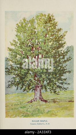 Bekannte Bäume und ihre Blätter, beschrieben und durch F. Schuyler Mathews dargestellt mit Illus. in Farben und mehr als hundert Zeichnungen des Autors und einer Einl. v. links Bailey (Platte) (6254954448). Stockfoto