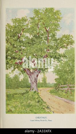 Bekannte Bäume und ihre Blätter, beschrieben und durch F. Schuyler Mathews dargestellt mit Illus. in Farben und mehr als hundert Zeichnungen des Autors und einer Einl. v. links Bailey (Platte) (6254951884). Stockfoto