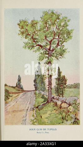 Bekannte Bäume und ihre Blätter, beschrieben und durch F. Schuyler Mathews dargestellt mit Illus. in Farben und mehr als hundert Zeichnungen des Autors und einer Einl. v. links Bailey (Platte) (6254416649). Stockfoto